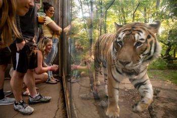 Wildlife Exploration Day | Safari Day